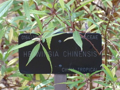 Helwingia chinensis
