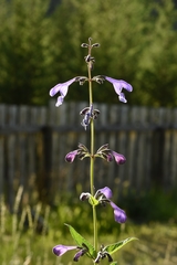 Nepeta sibirica
