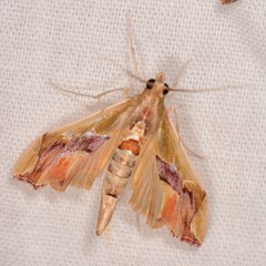 Agathodes monstralis