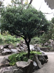 Podocarpus macrophyllus