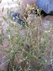 Brickellia microphylla
