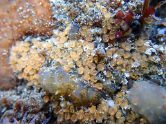 Pycnoclavella stanleyi