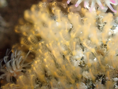 Pycnoclavella stanleyi