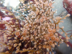 Eudendrium californicum