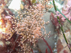 Eudendrium californicum