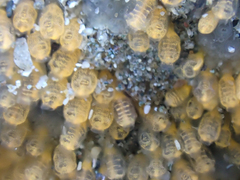 Pycnoclavella stanleyi