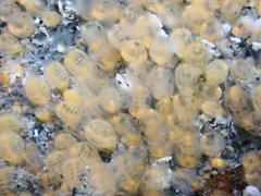 Pycnoclavella stanleyi