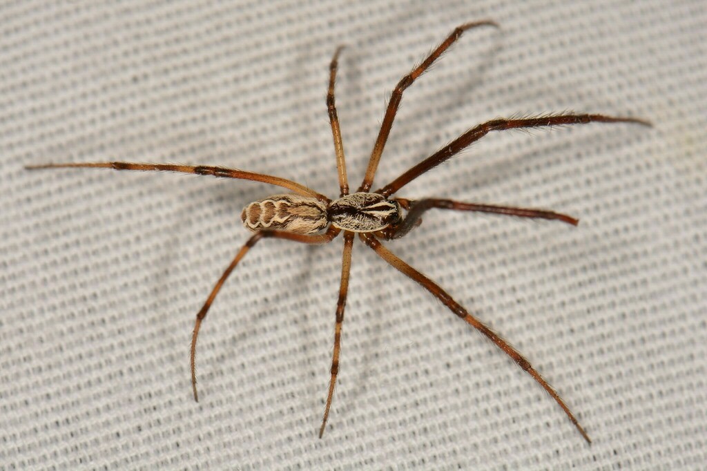 Diguetia canities