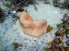 Polyandrocarpa lapidosa