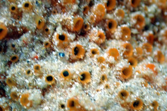 Polyandrocarpa lapidosa