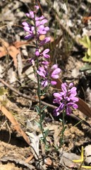 Comesperma calymega
