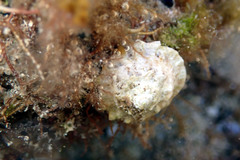 Bellastraea squamifera