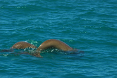 Dugong dugon