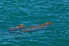 Dugong dugon