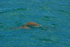 Dugong dugon