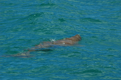 Dugong dugon