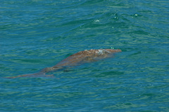 Dugong dugon