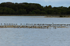 Cladorhynchus leucocephalus