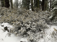 Chrysolepis sempervirens