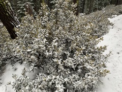 Chrysolepis sempervirens