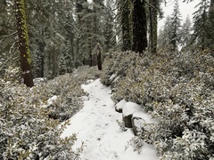 Chrysolepis sempervirens