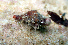 Fasciolariidae