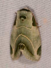 Heminocloa mirabilis