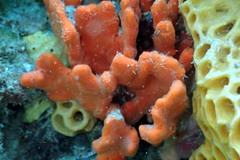 Clathria