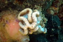 Sycozoa cerebriformis