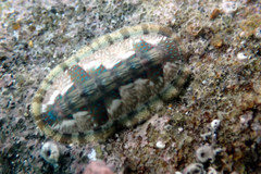 Ischnochiton smaragdinus