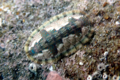 Ischnochiton smaragdinus