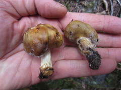 Cortinarius pinguis