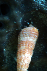 Pagurixus handrecki