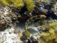Notolabrus parilus