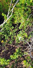 Pimelea serpyllifolia