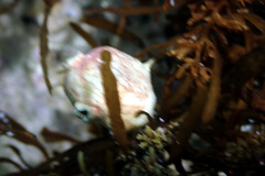 Stolidobranchia
