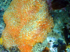 Polyandrocarpa lapidosa