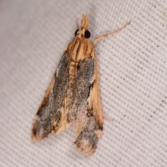 Loxostege albiceralis