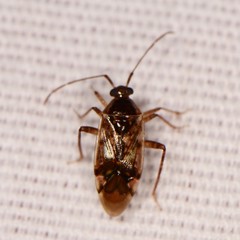 Eustictus
