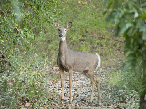 White-tailed Deer photographed in Illinois