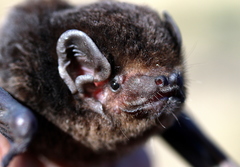 Chalinolobus gouldii