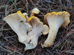 Cantharellus cascadensis