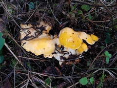 Cantharellus cascadensis