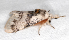 Iropoca rotundata