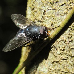 Calliphoroides antennatis