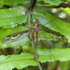 Leptotarsus lunatus