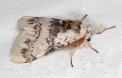 Iropoca rotundata