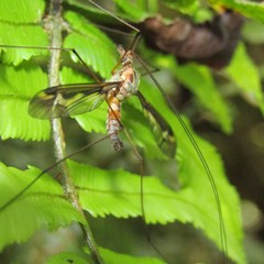 Leptotarsus lunatus
