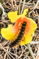 Lophocampa argentata