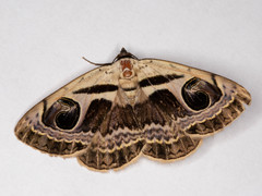 Cometaster pyrula